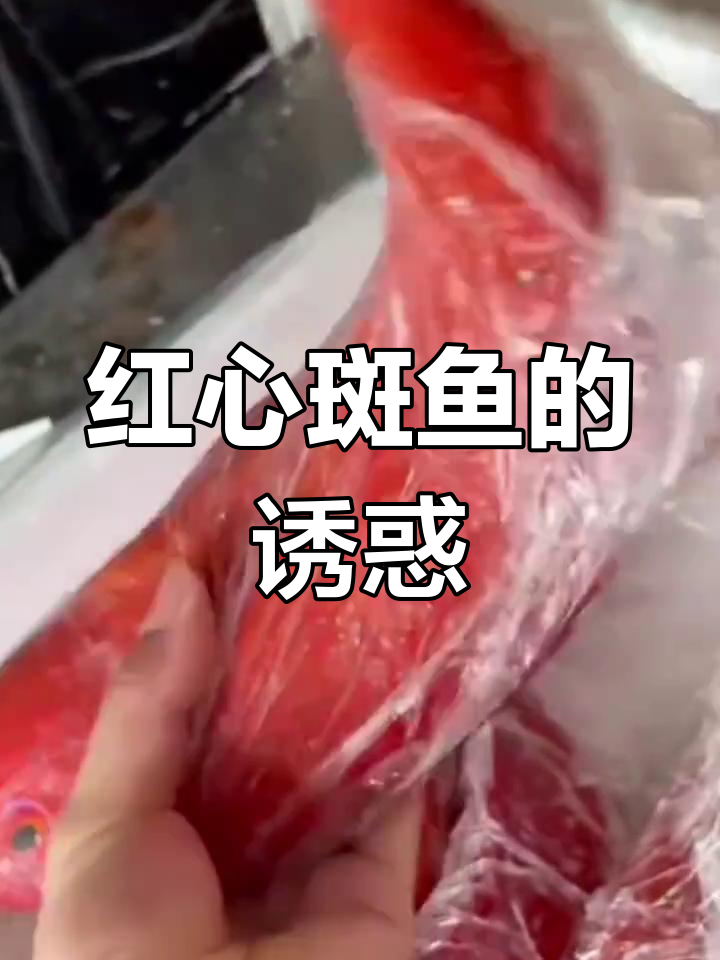 红心斑鱼,清蒸红烧皆宜,鲜美无比!