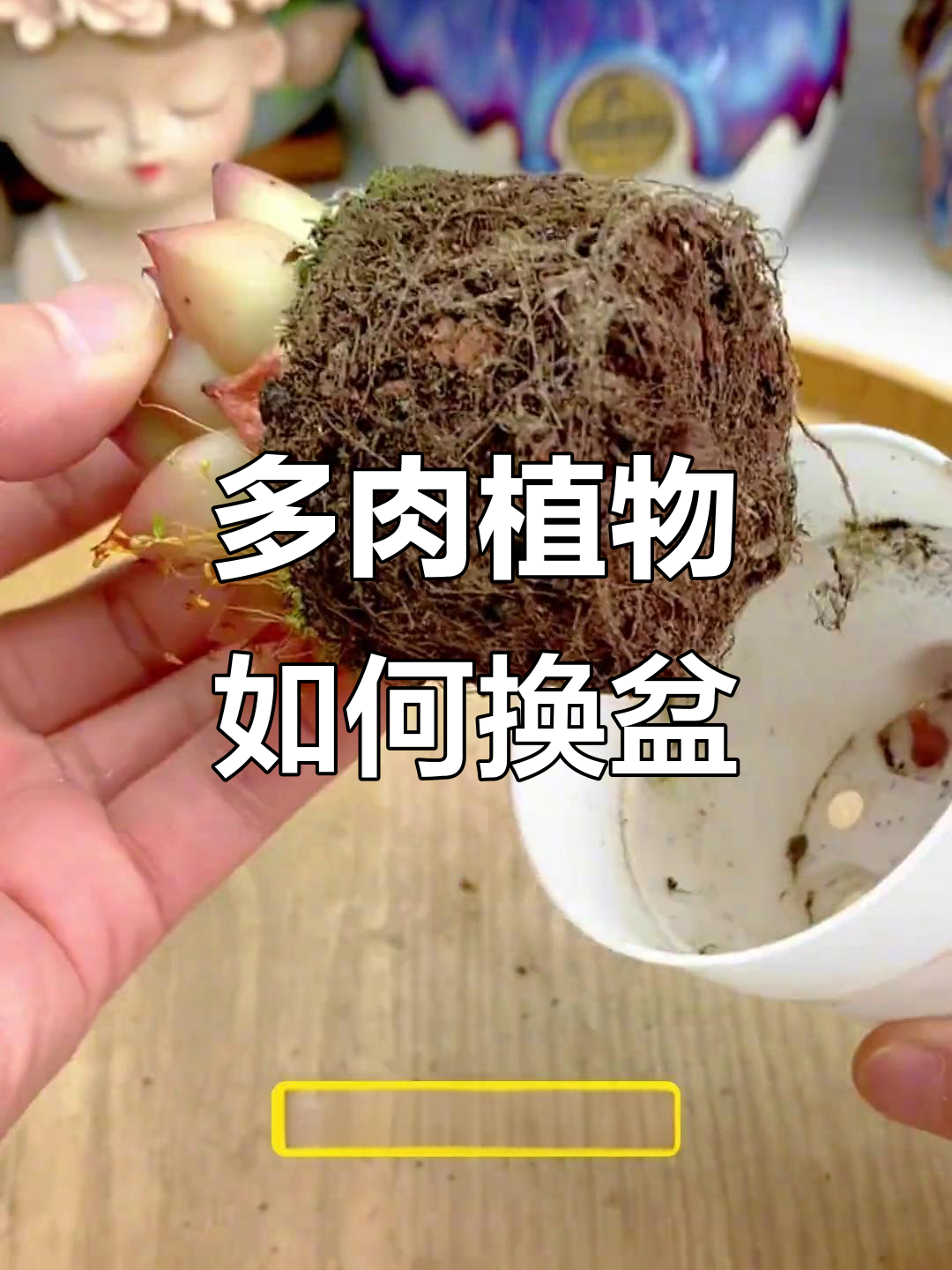 网购多肉换盆全攻略，轻松掌握上盆技巧