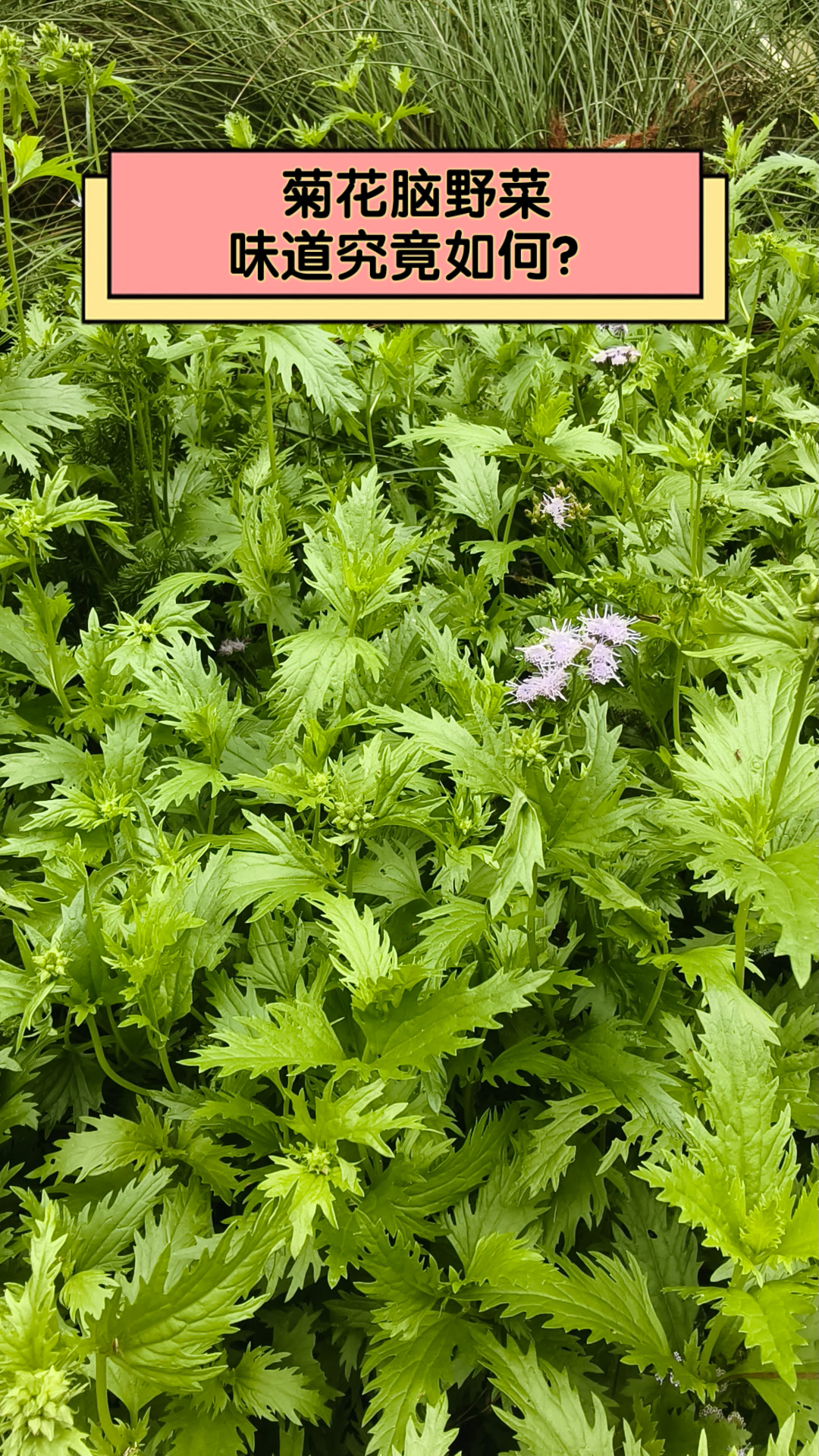 菊花脑野菜，味道究竟如何？