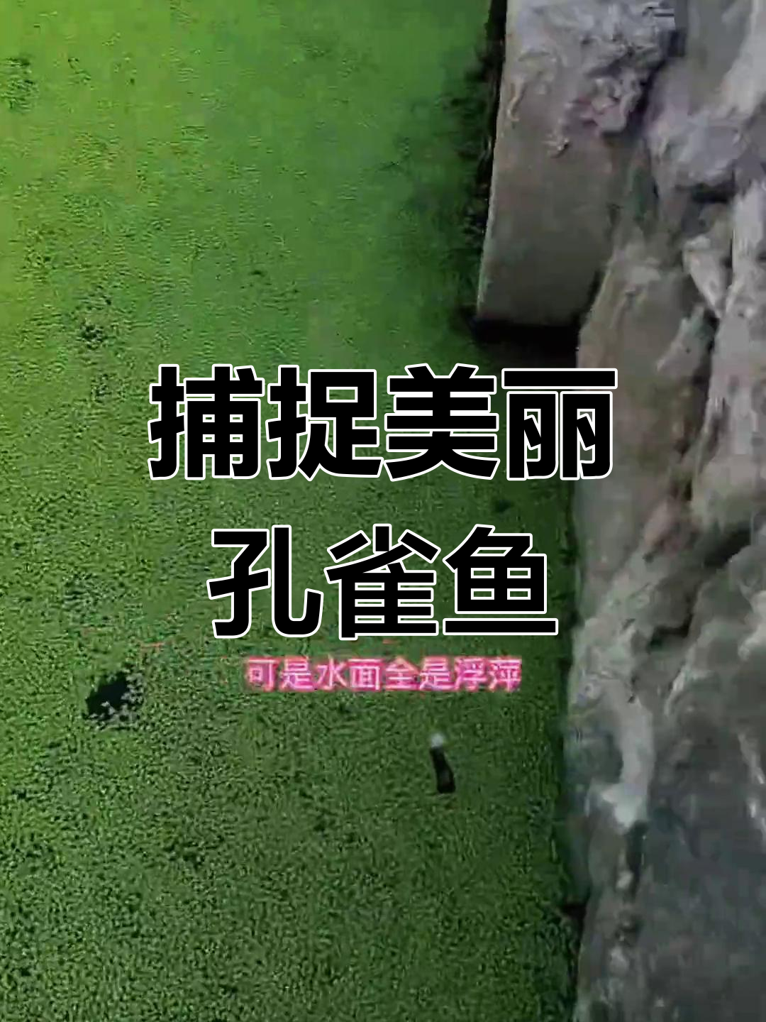 户外抓捕野生孔雀鱼,挑战浮萍水域