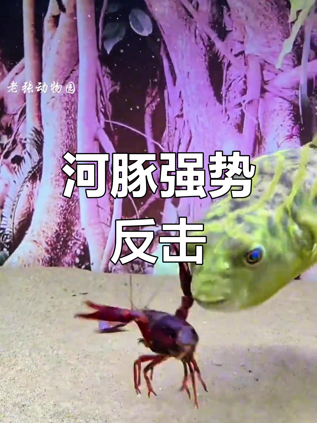 河豚偷袭龙虾,蝎子、螃蟹纷纷被教训!