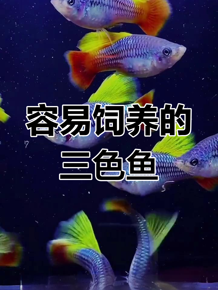 三色牡丹鱼:美丽观赏鱼类
