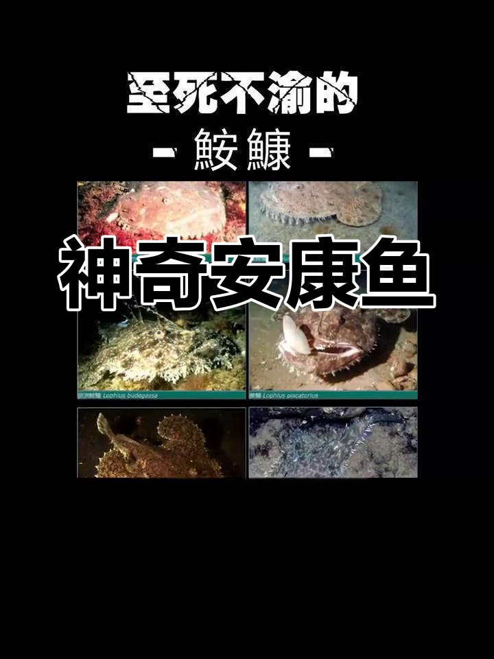 安康鱼的神秘发光与独特生存方式