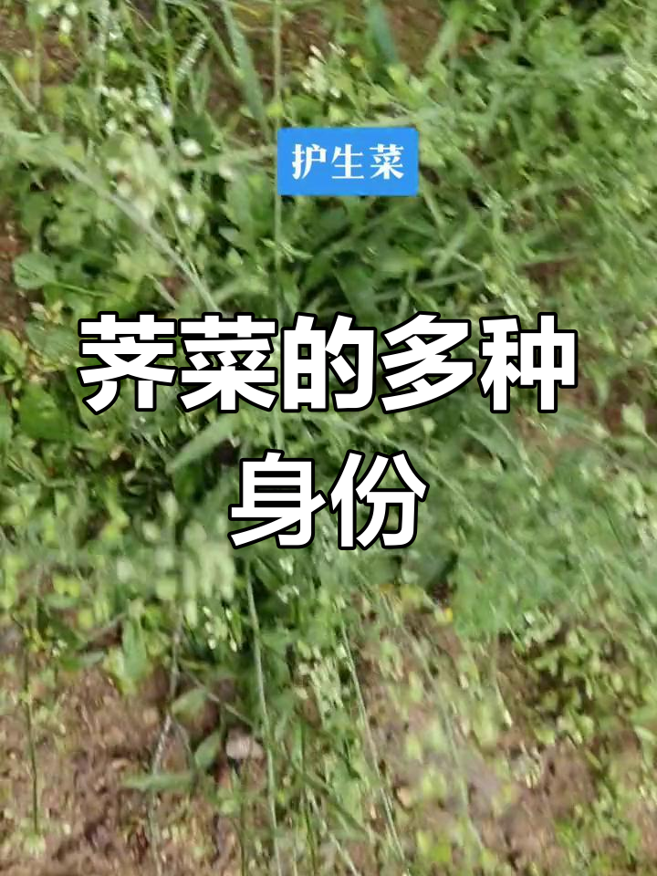 荠菜别名众多,药用食用皆宜,苗家人称其为锐改堆