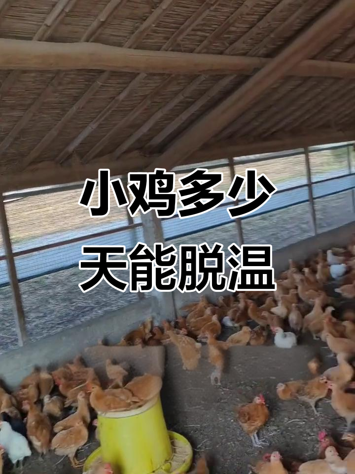 鸡苗脱温的最佳时机，如何判断是否达到散养条件