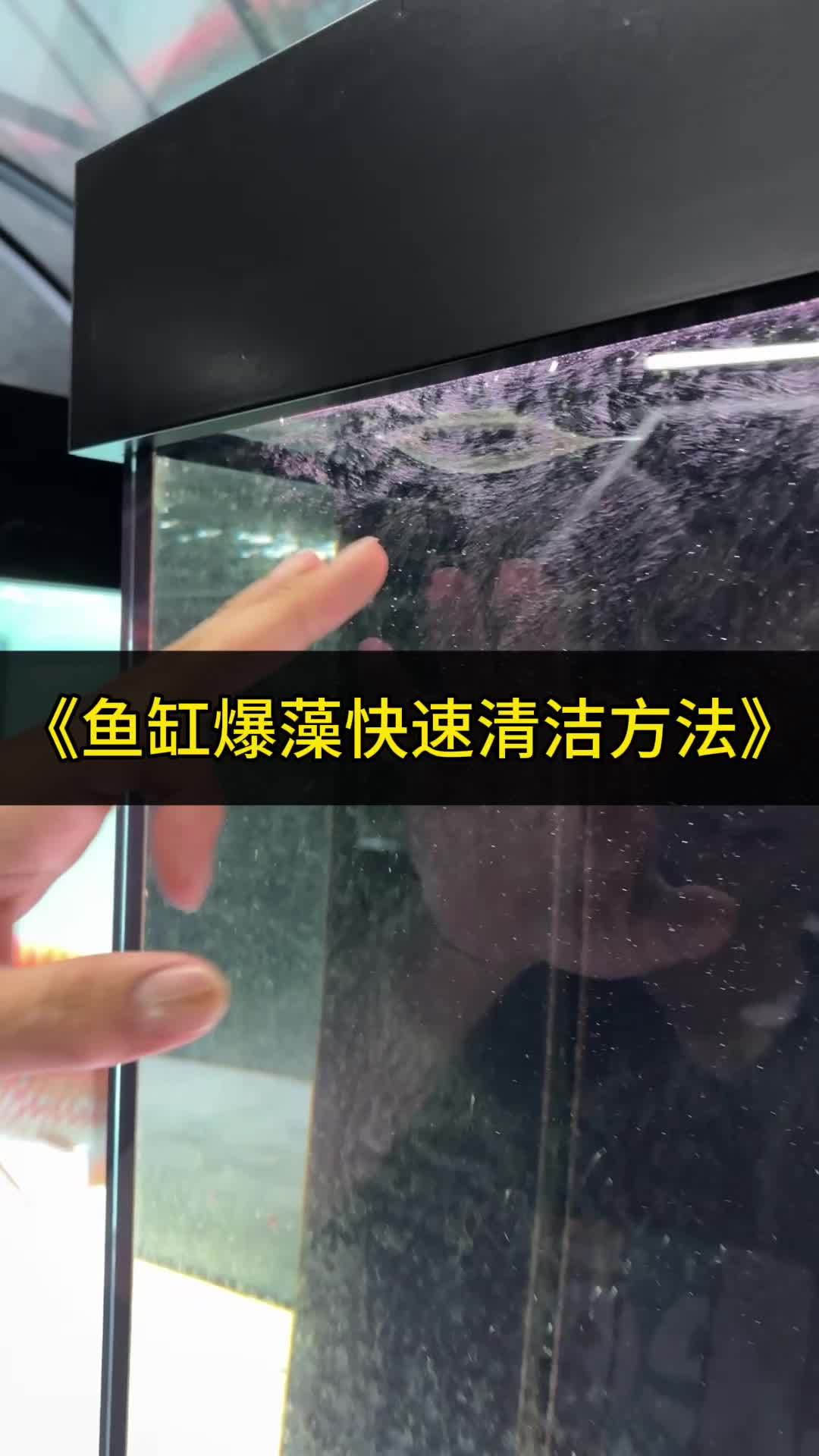鱼缸清洁一个磁力刷轻松搞定 观赏鱼 热带鱼 红龙 磁力刷鱼缸 鱼缸刷磁力刷