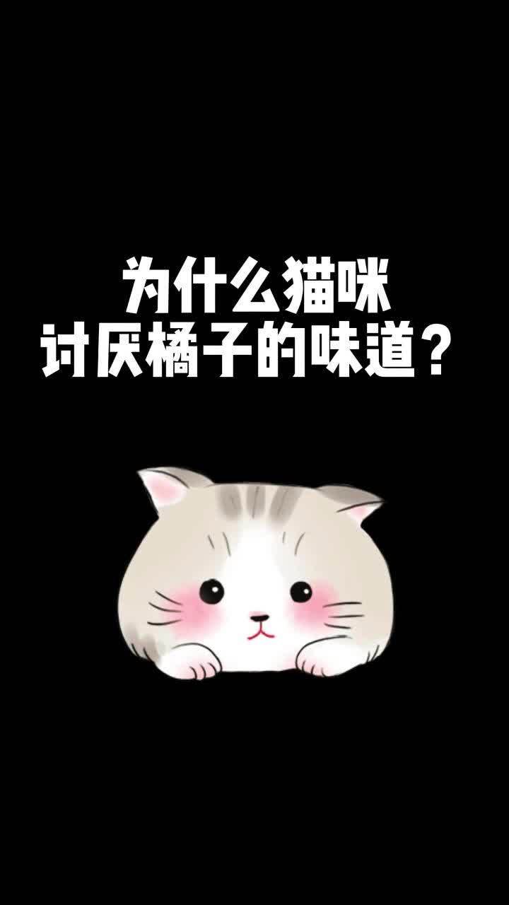 为什么猫咪讨厌橘子的味道?记录猫咪日常 萌猫趣事