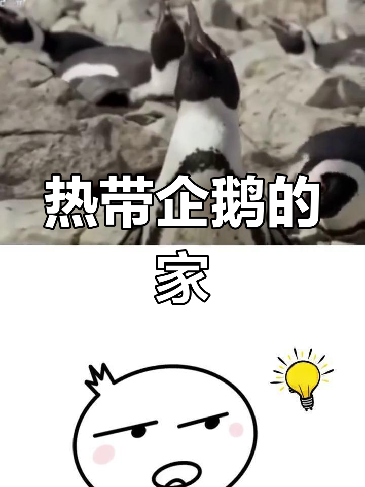 南非开普敦,热带企鹅的温暖家园