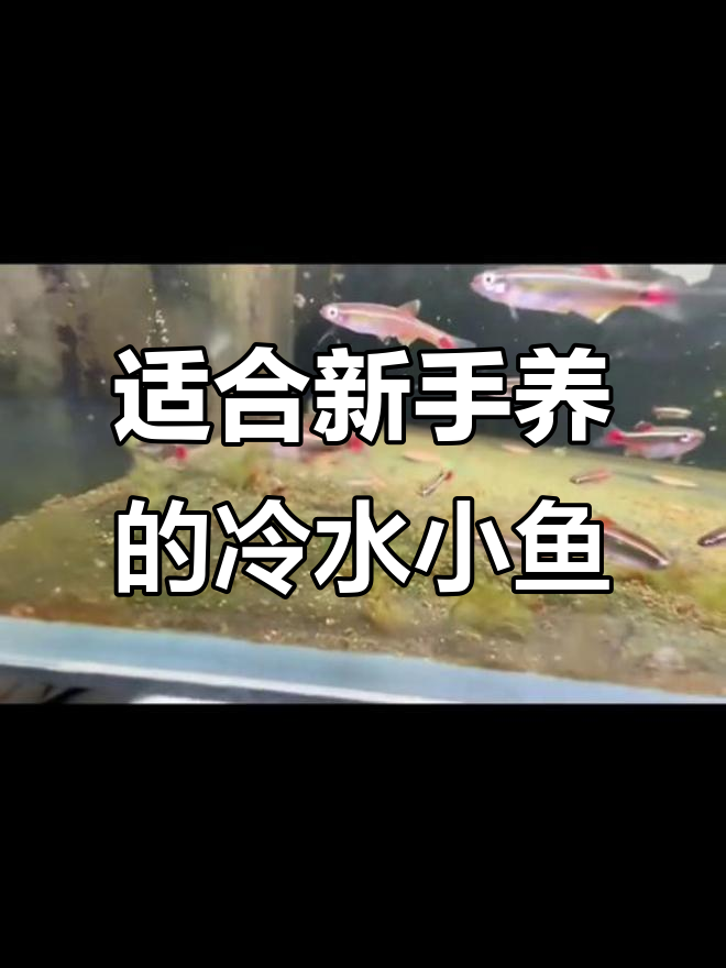 白云金丝:四季皆宜的入门观赏鱼,低温耐性强