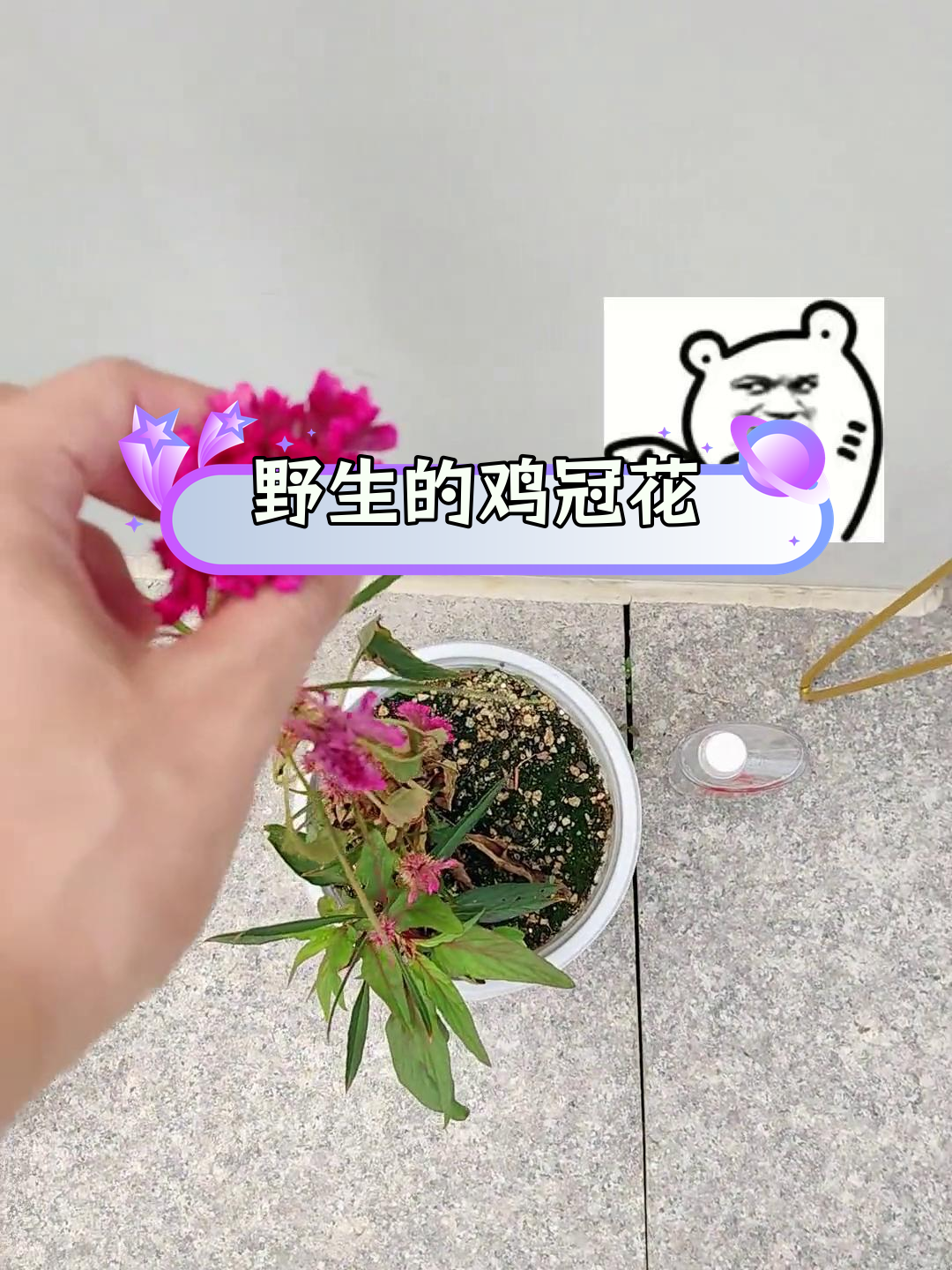 野生鸡冠花长得真快