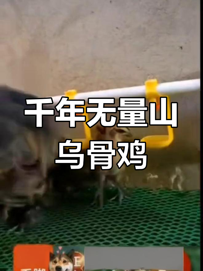 无量山乌骨鸡:传承千年的土鸡品种,云南六大名鸡之一