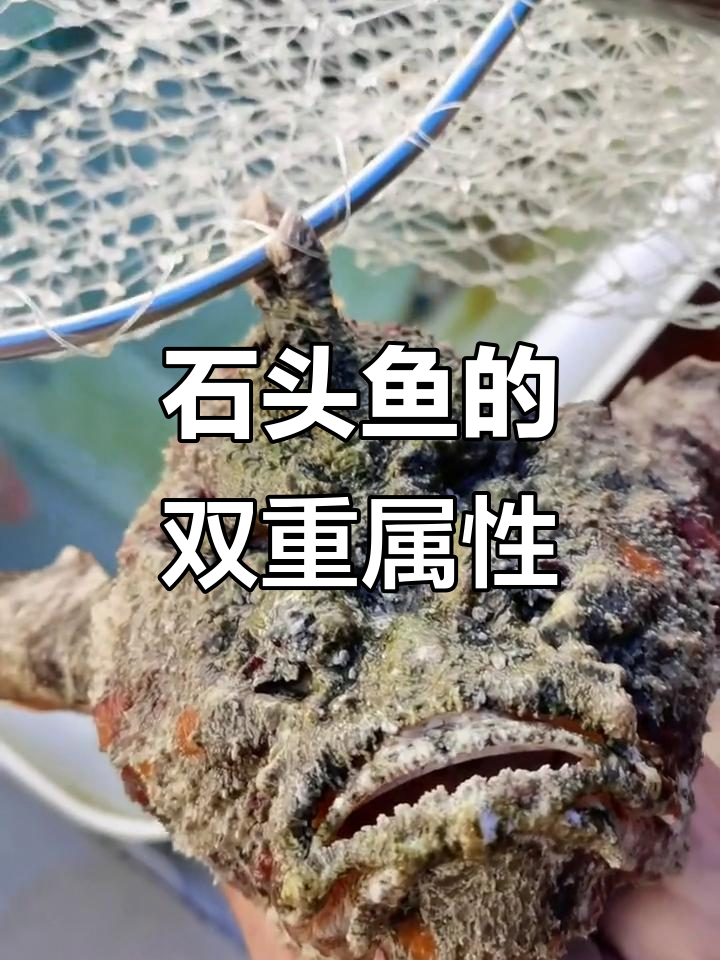 西沙群岛的石头鱼,美味与危险并存,潜水时小心别踩到!
