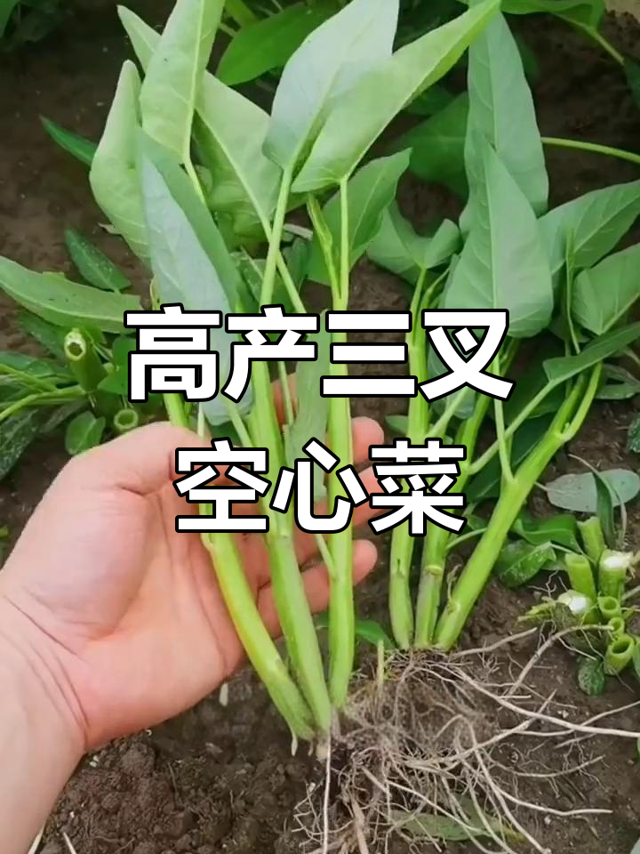 三叉空心菜,产量高又好吃