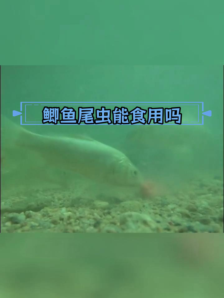 鲫鱼尾巴红丝线是寄生虫吗?