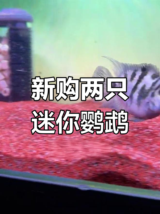 迷你鹦鹉母鱼跳缸后,新入两条母鱼