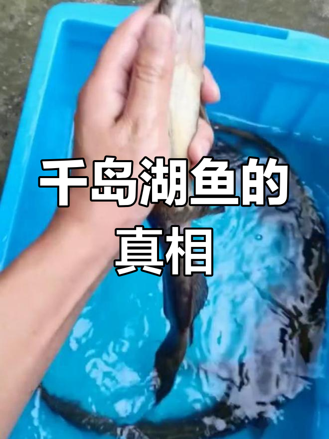 千岛湖鱼非昂刺,认准牛尾巴才正宗!