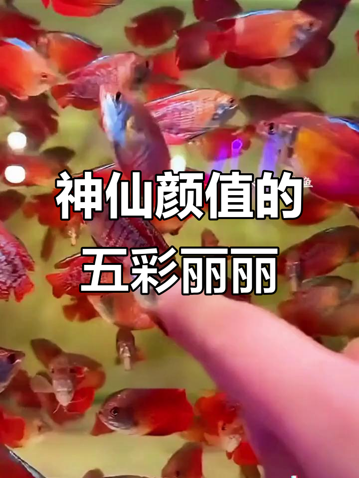 五彩丽丽鱼:美丽又好养,适合新手入门