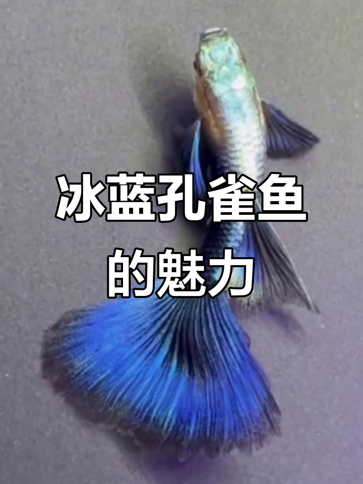冰蓝孔雀鱼,美丽动人,养起来轻松又迷人!