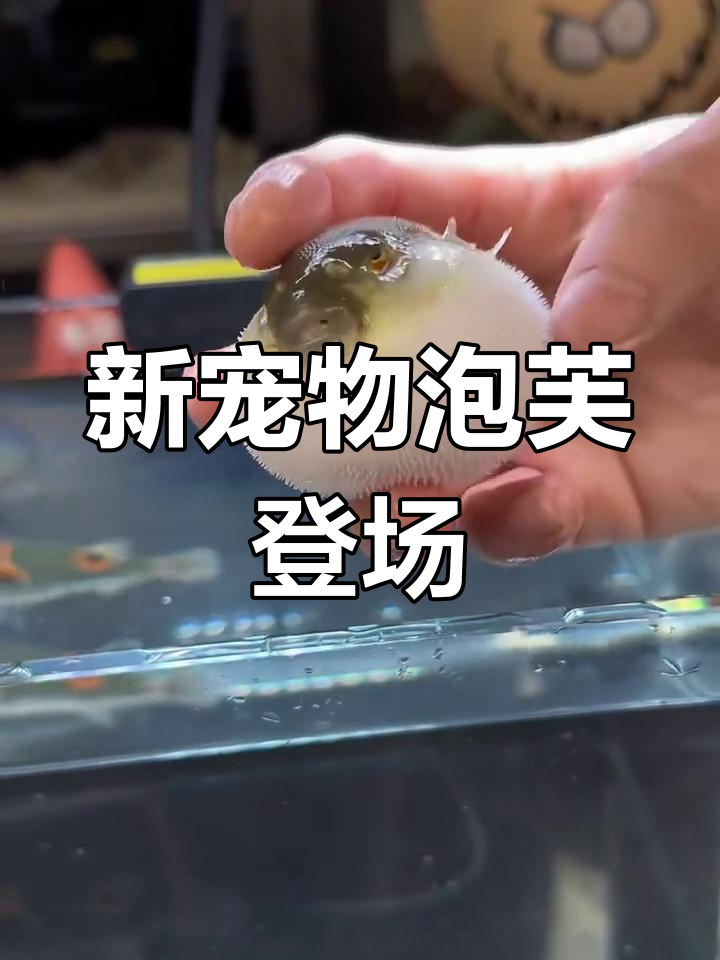 泡芙老师来了!生气时竟然变成球,搞笑又刺激