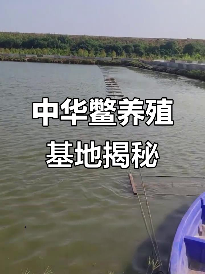 探访中华鳖养殖基地,寻觅最佳甲鱼产地