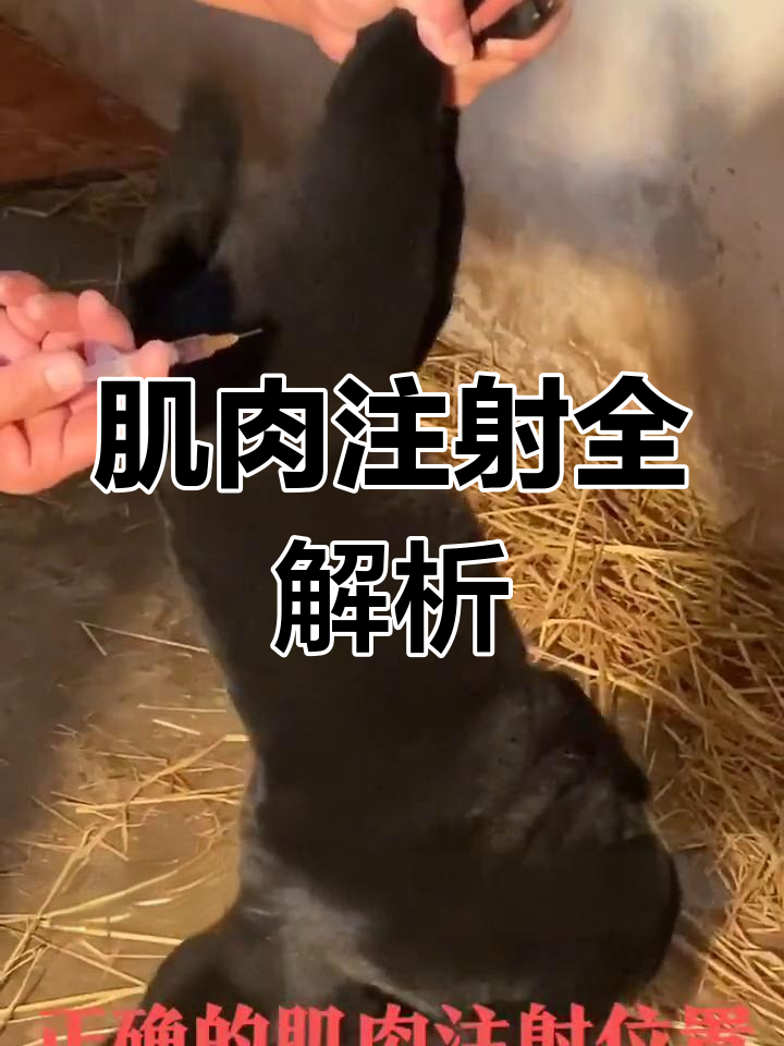 纯种田园犬与林肯卫伍,肌肉注射技巧大揭秘!