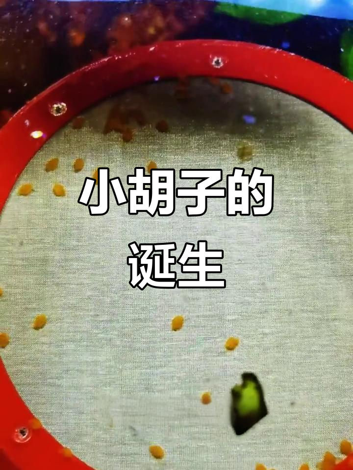 黄金胡子鱼产卵,小生命破壳萌态十足