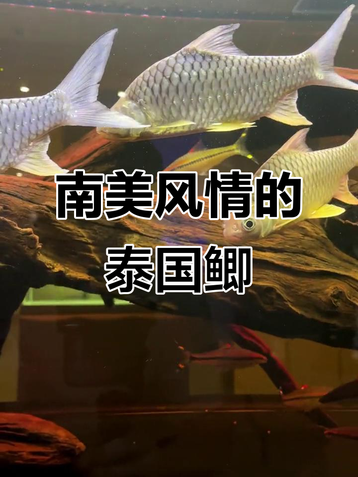 泰国鲫在沉木色鱼缸中游动,别具一格的南美风情