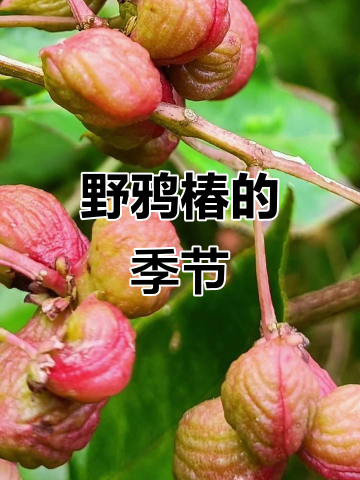 8月见果实,秋日才是野鸦椿的精彩时刻