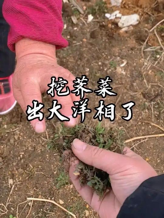 挖荠菜包饺子吃#真实生活分享 #我的乡村生活 #vlog十亿流量扶持计划 #山居生活