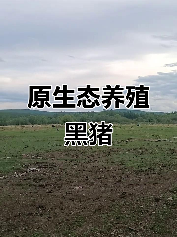 生态放养野猪藏香猪,黑猪肉质鲜美无污染