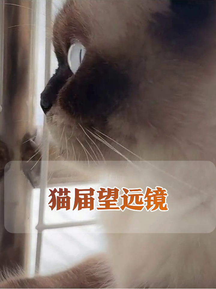 窗外惊现神秘喵星人,家猫秒变表情包