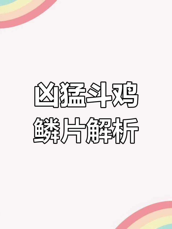 斗鸡文化揭秘:十三种凶猛斗鸡的独特鳞片与性格