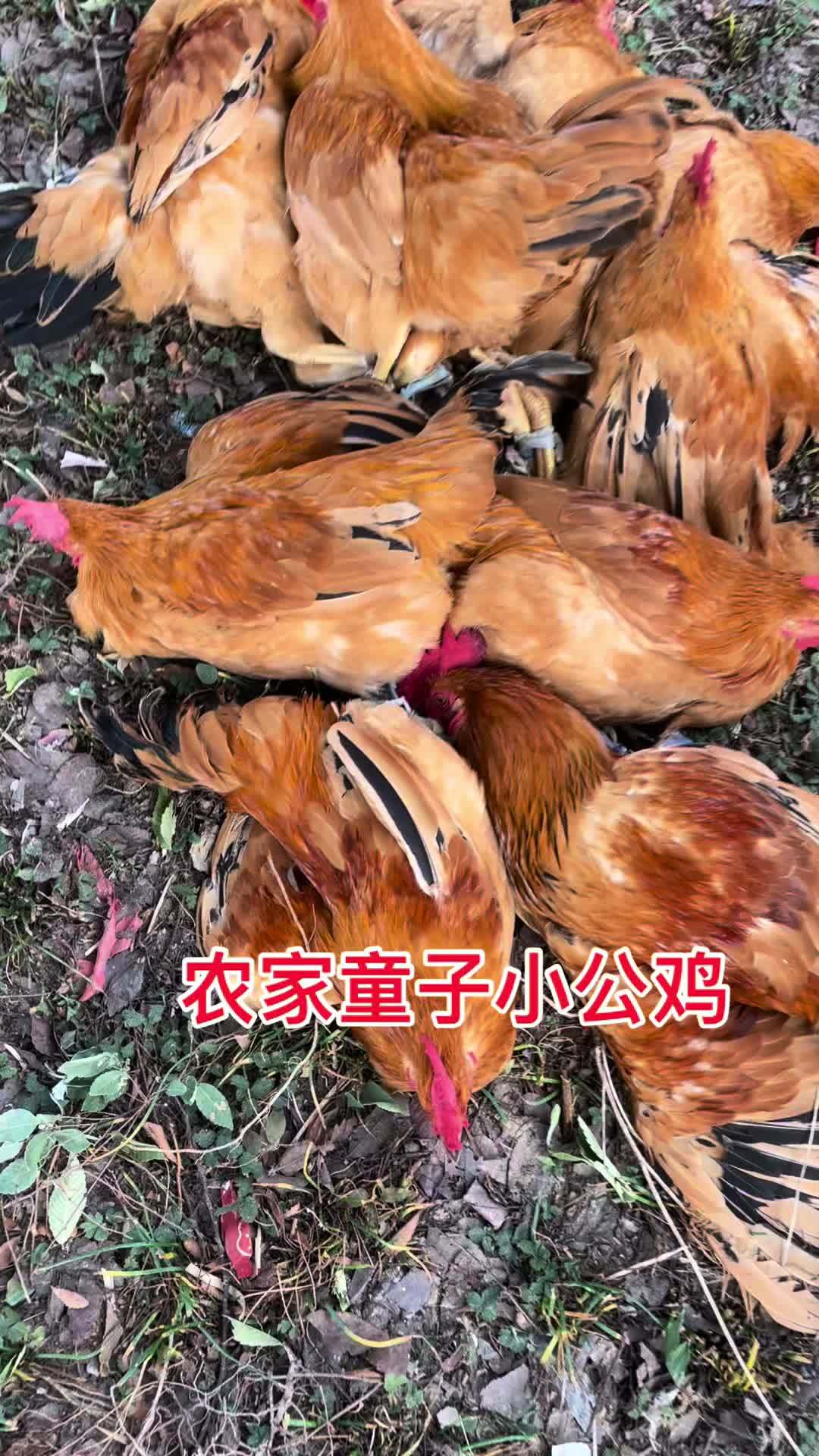 农家散养童子小公鸡 生态散养土鸡 农村养鸡 农产品 乡村美食 童子鸡