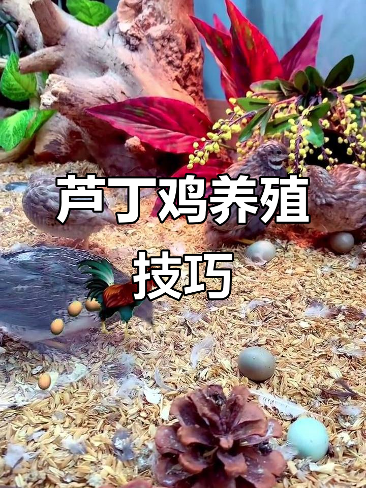 芦丁鸡孵化与养殖全攻略:从蛋到成鸡,轻松上手