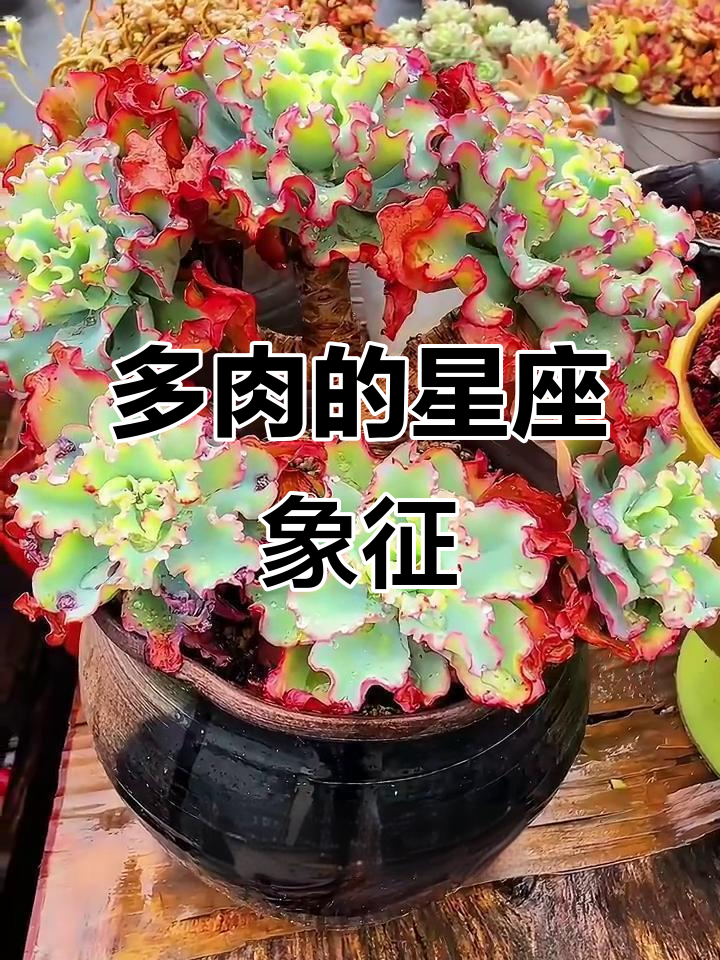 十二星座的多肉植物代表，看看你的专属多肉是什么样