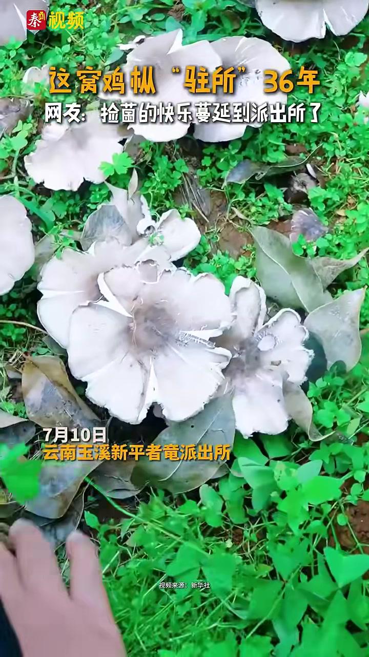 36年！这个派出所年年出鸡枞！