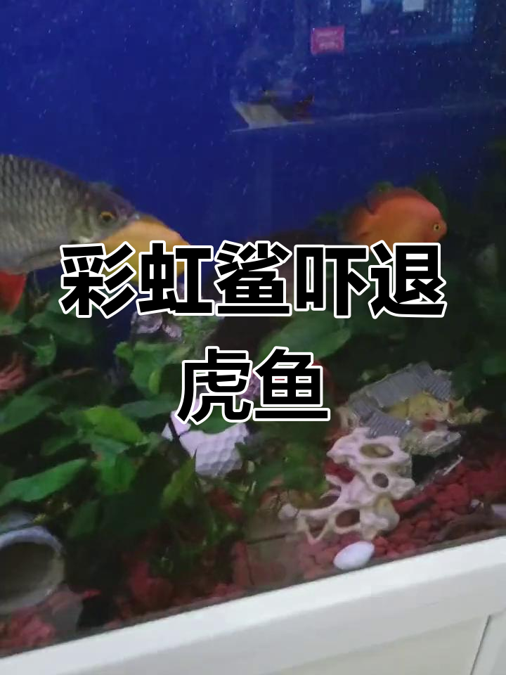 彩虹鲨追着虎鱼乱窜,猛兽竟被吓得屁滚尿流