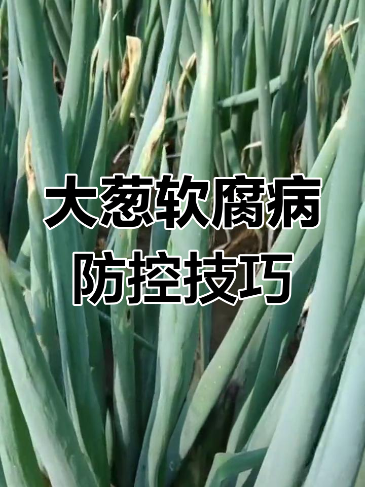 大葱软腐病防治全攻略,管理+药物双管齐下