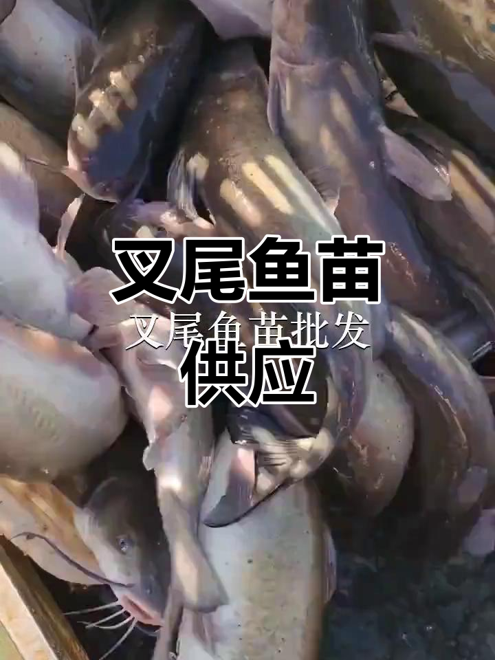 深圳莲花放叉尾鱼苗,梯面渔场供应