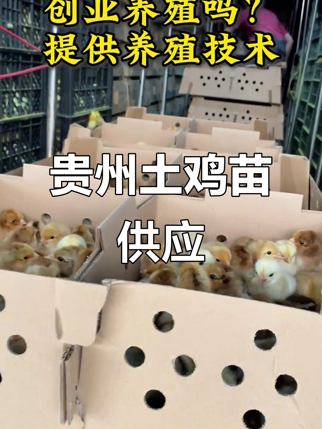 贵州鸡苗批发与养殖技术全程指导