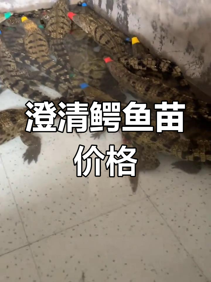 鳄鱼苗价格真相大揭秘,别被骗子误导!