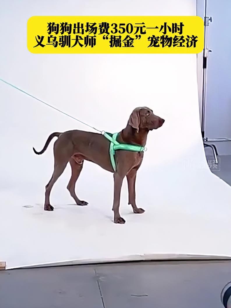 狗狗出场费350元一小时,义乌驯犬师“掘金”宠物经济 近日,义乌市苏溪镇一家摄影棚内,正在