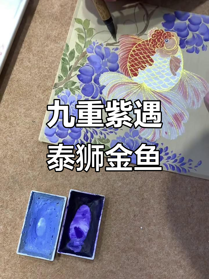 九重紫与泰狮金鱼的美丽邂逅