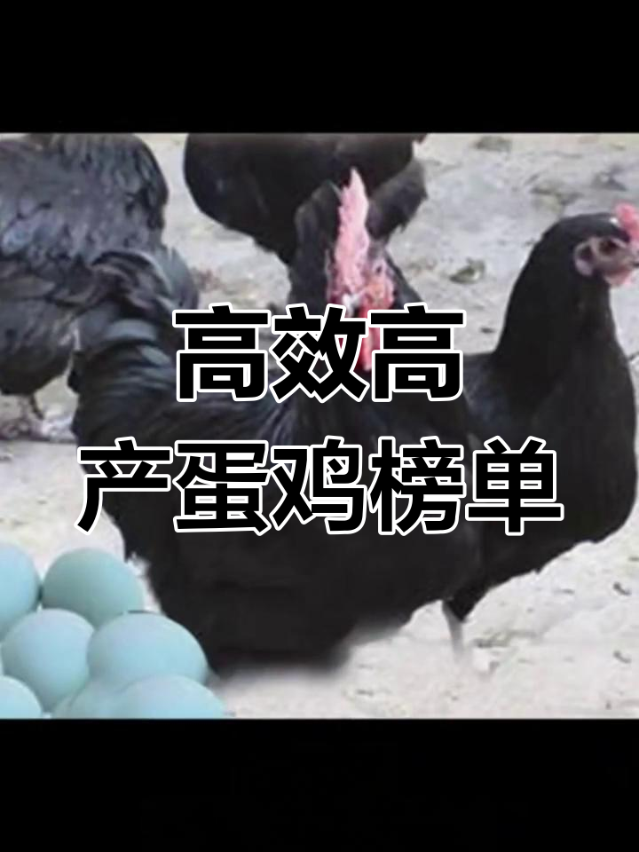 高产蛋鸡品种大揭秘:十大高效率蛋鸡排名