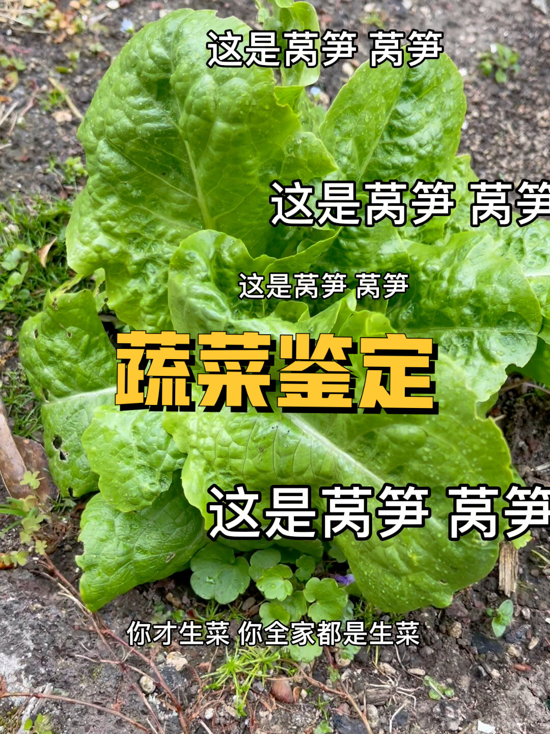 生菜莴笋傻傻分不清楚