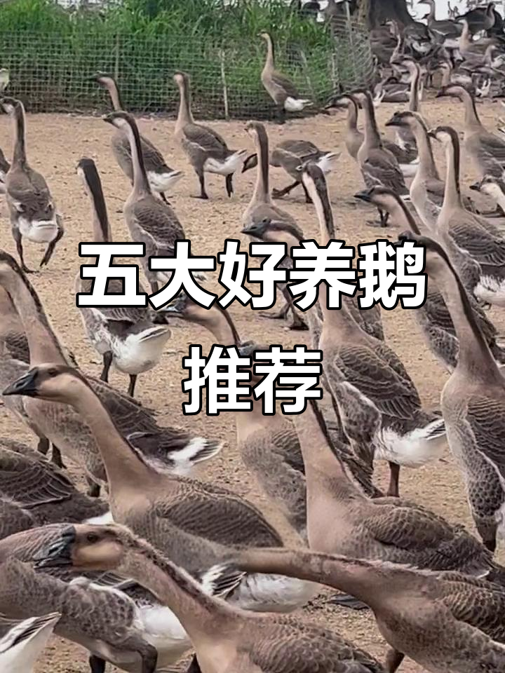 五种最适合养殖的鹅品种，抗病力强效益高
