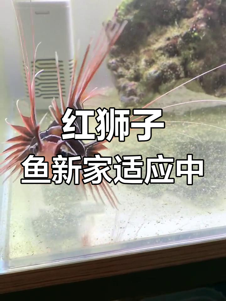 红色狮子鱼入缸,美丽又紧张