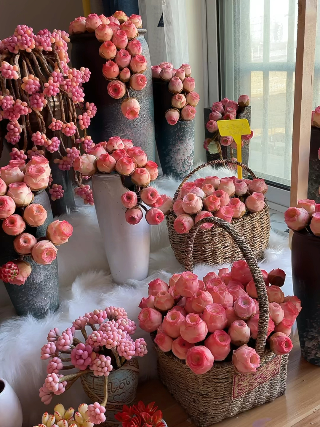 多肉玫瑰,山地玫瑰中的粉耶罗