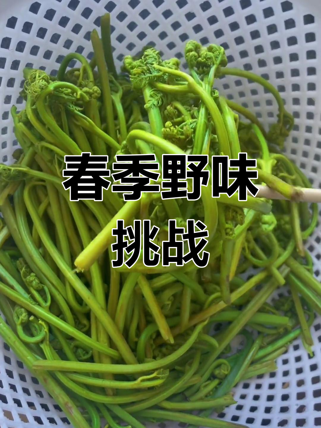 春天东北人挖蕨菜,味道独特,我却有点不适应