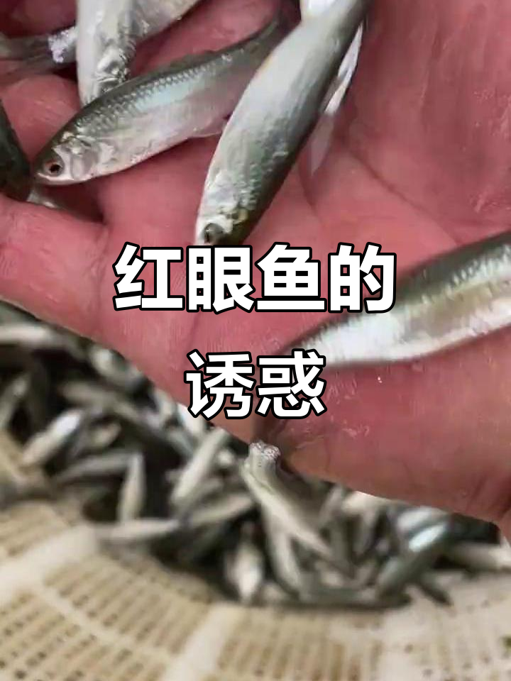 赤眼红鱼,口感鲜美堪比三文鱼,垂钓者必备美味